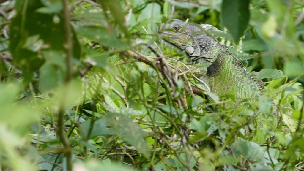 Balade sur un trait d'union